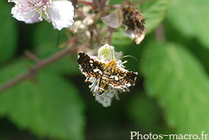 Thyris fenestrella